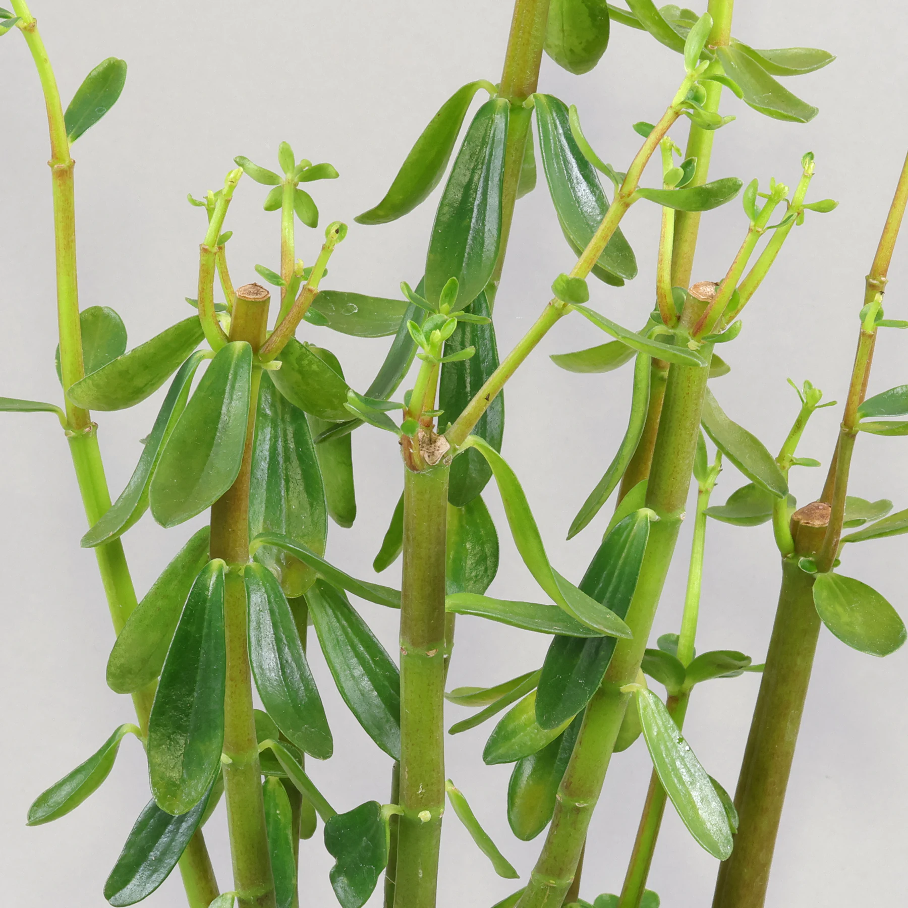 Peperomia inaequalifolia