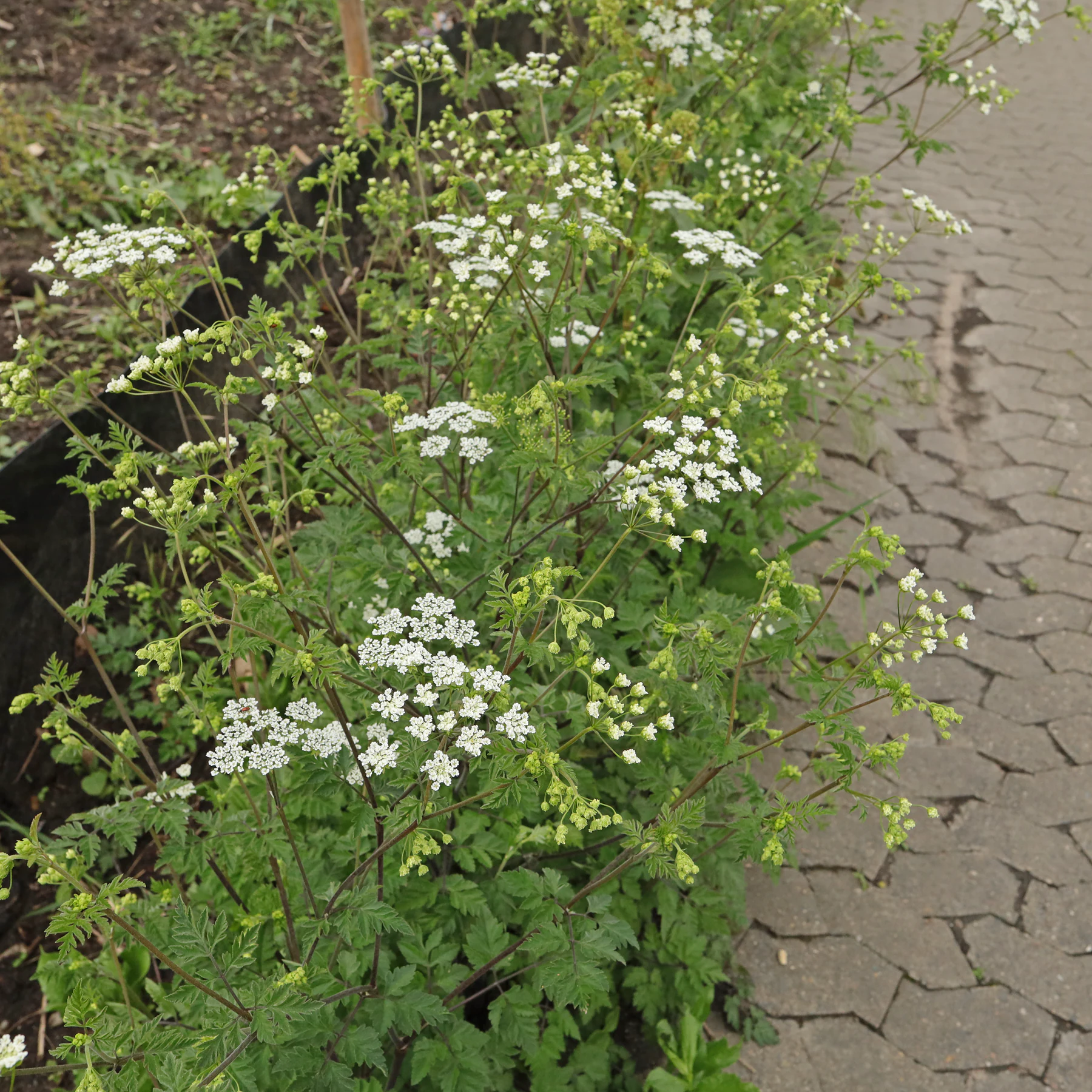 Chaerophyllum temulum