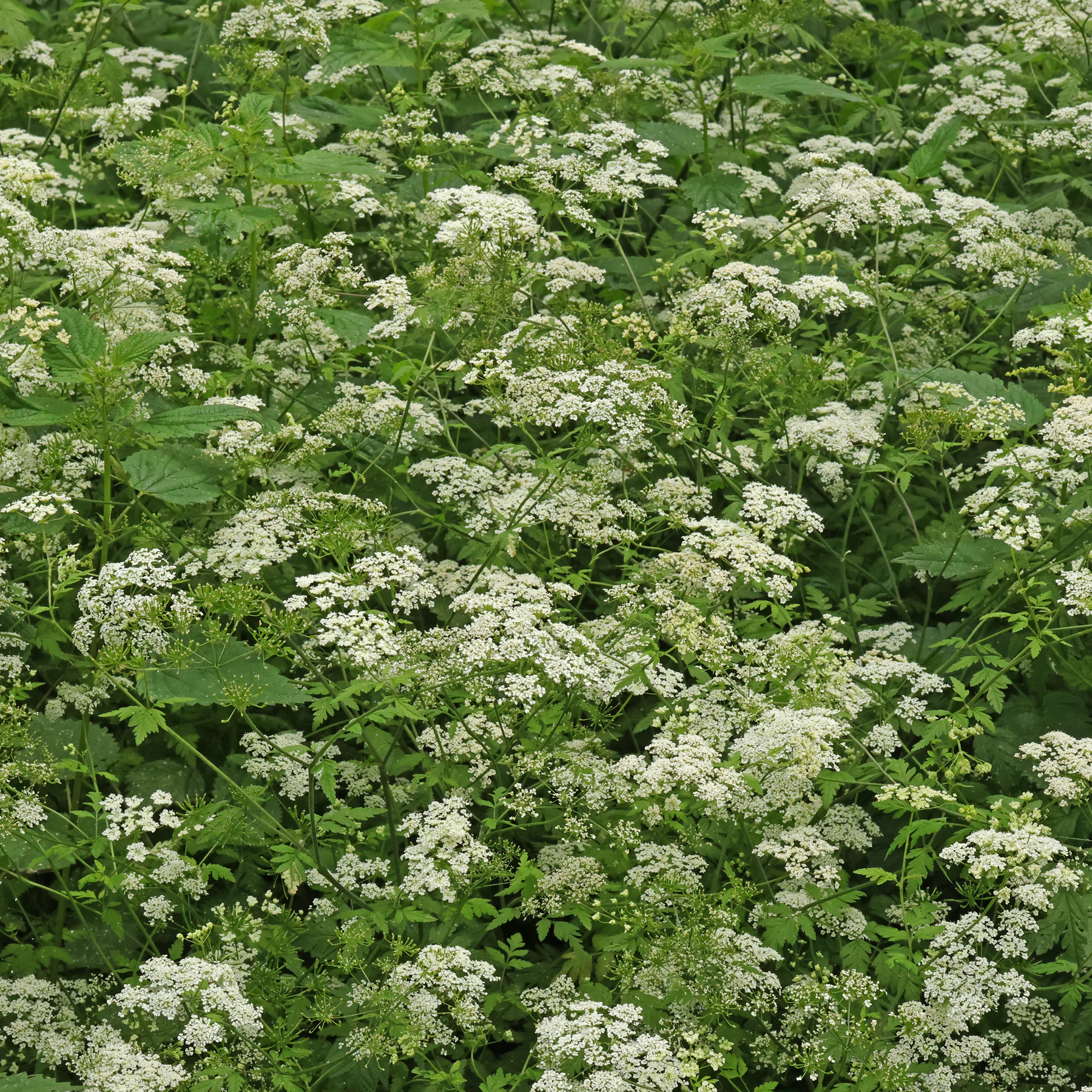 Chaerophyllum temulum