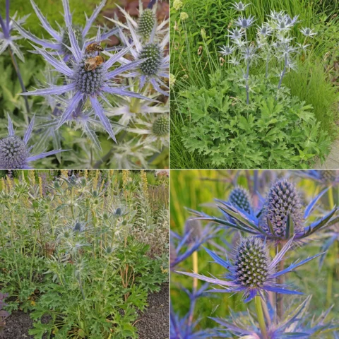 Eryngium ×zabelii