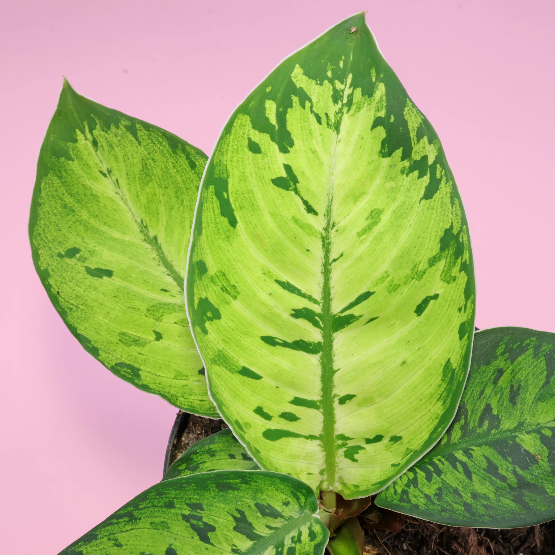 Adelonema wallisii Camouflage