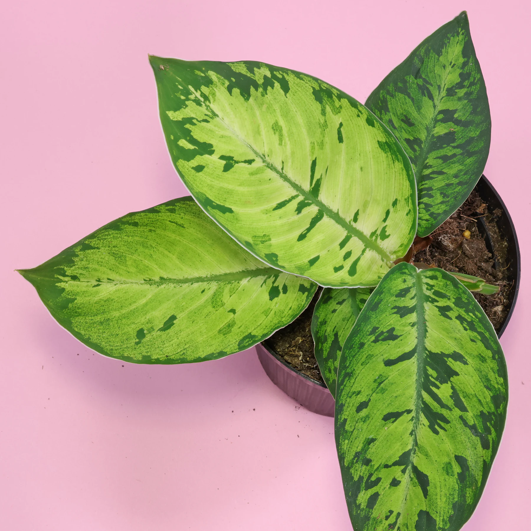 Adelonema wallisii