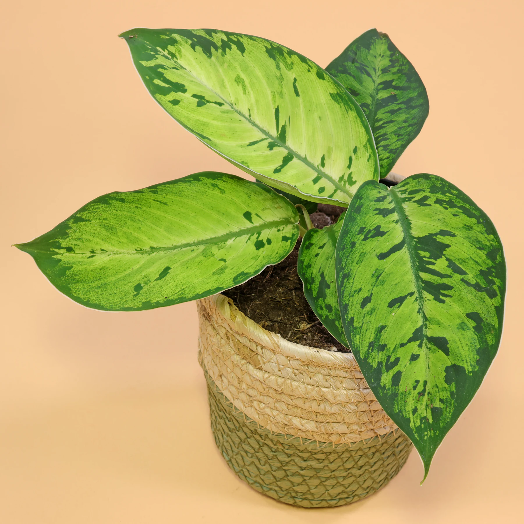 Homalomena Camouflage